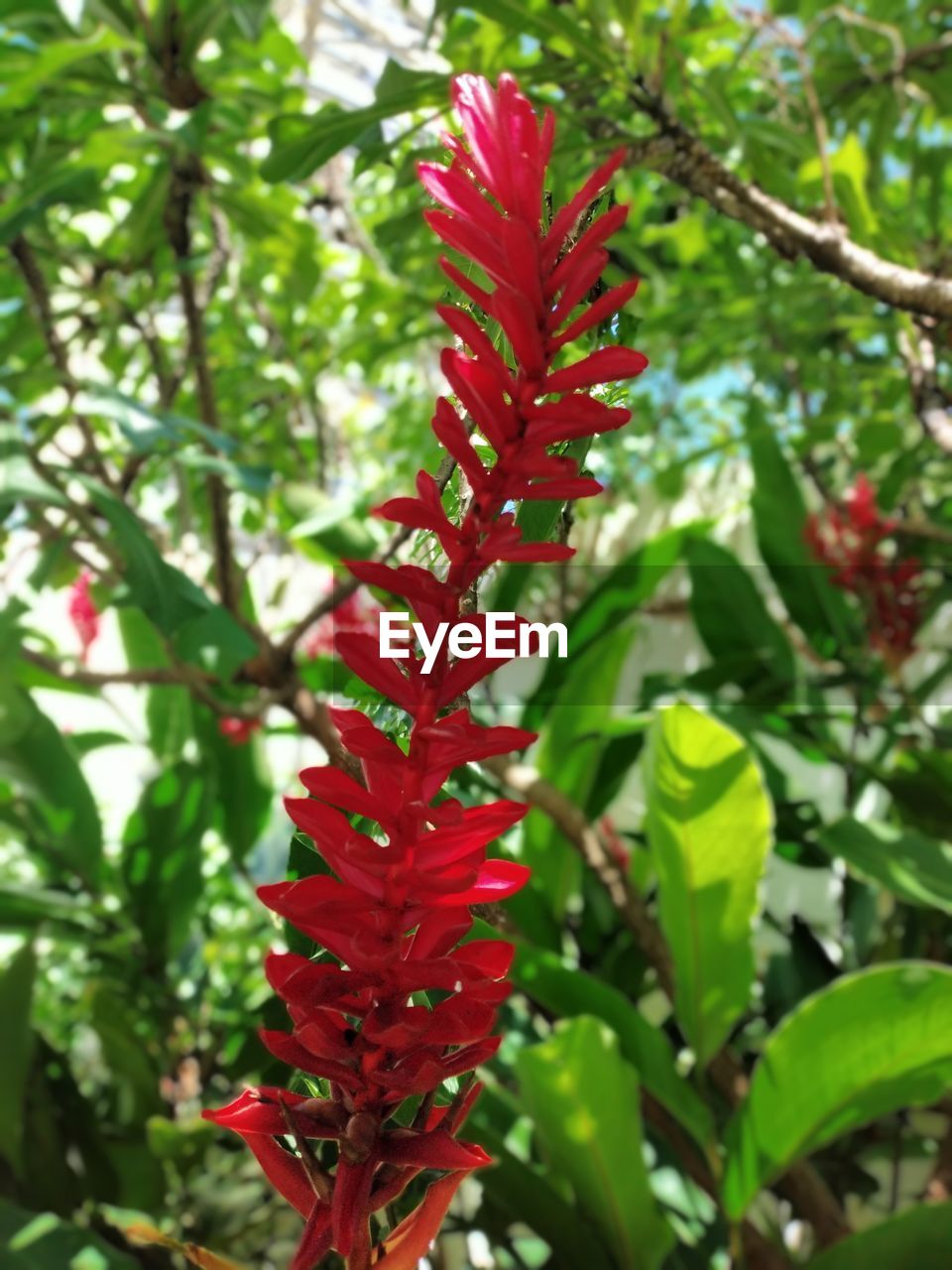 plant, leaf, plant part, red, tree, flower, growth, nature, beauty in nature, branch, green, no people, shrub, close-up, focus on foreground, day, outdoors, flowering plant, freshness