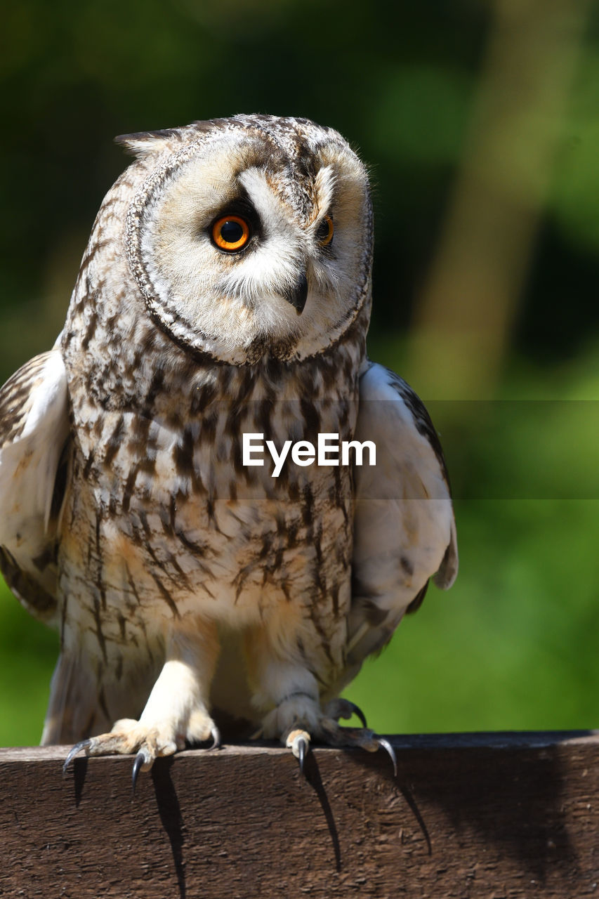 PORTRAIT OF OWL PERCHING ON TREE