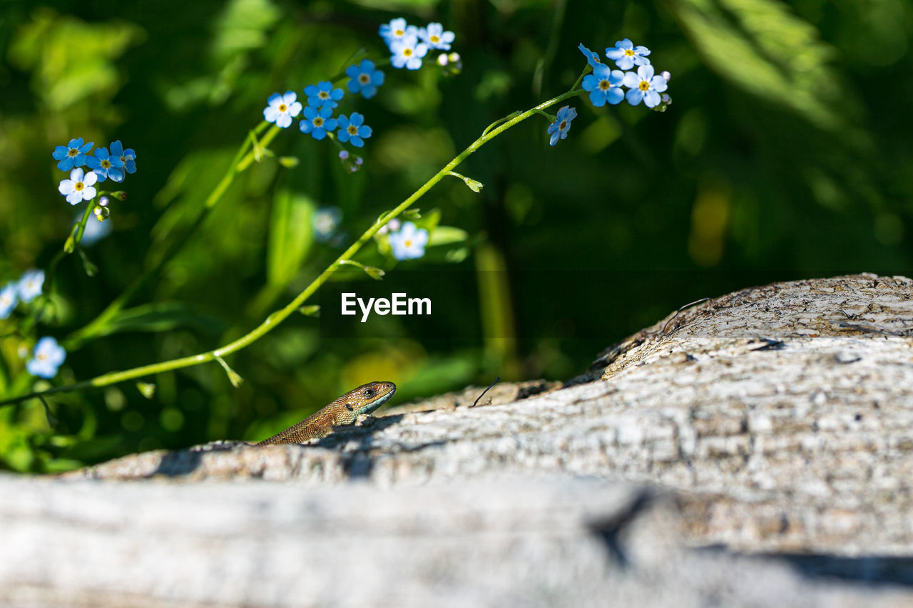 Close-up of butterfly on flowering plant