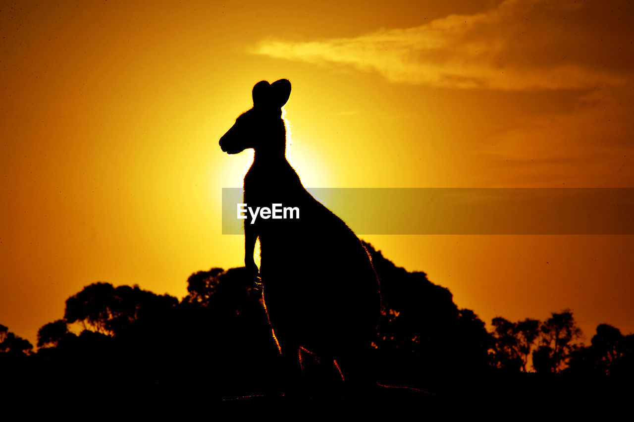 SILHOUETTE HORSE STANDING AGAINST ORANGE SKY DURING SUNSET