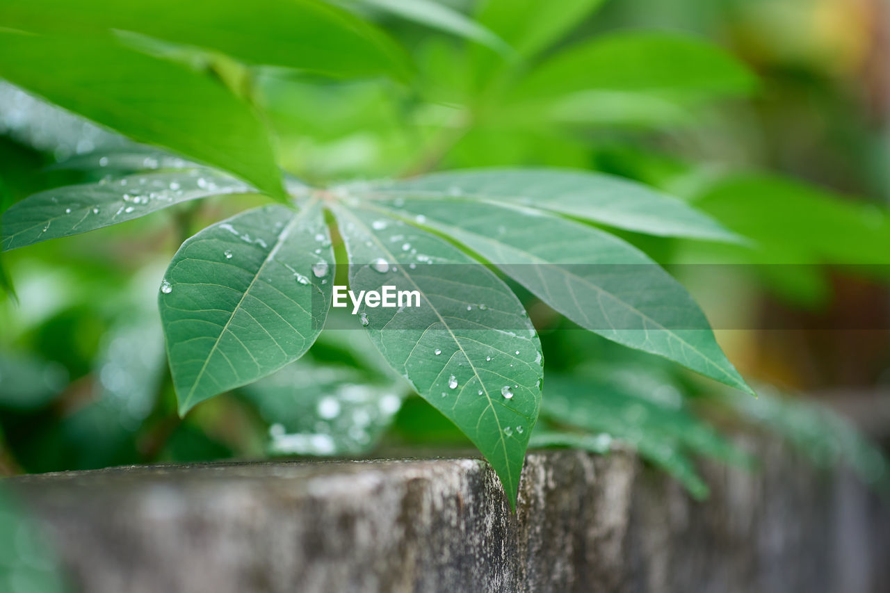 leaf, plant part, green, plant, nature, tree, water, drop, close-up, growth, wet, no people, beauty in nature, environment, outdoors, selective focus, flower, freshness, branch, food and drink, rain, macro photography, environmental conservation, food, social issues, day, summer, dew