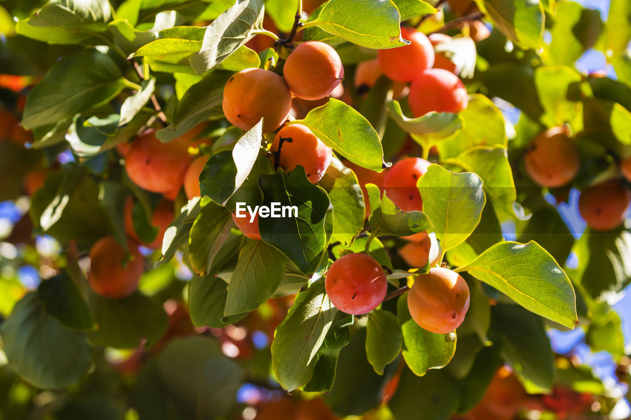 CLOSE-UP OF FRUITS GROWING ON PLANT