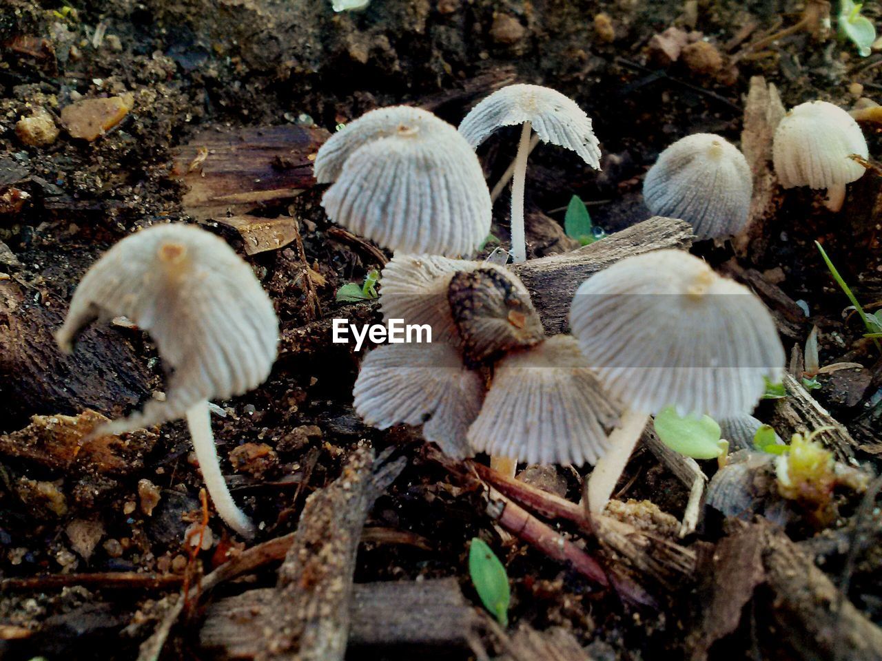 Close-up mushrooms on ground