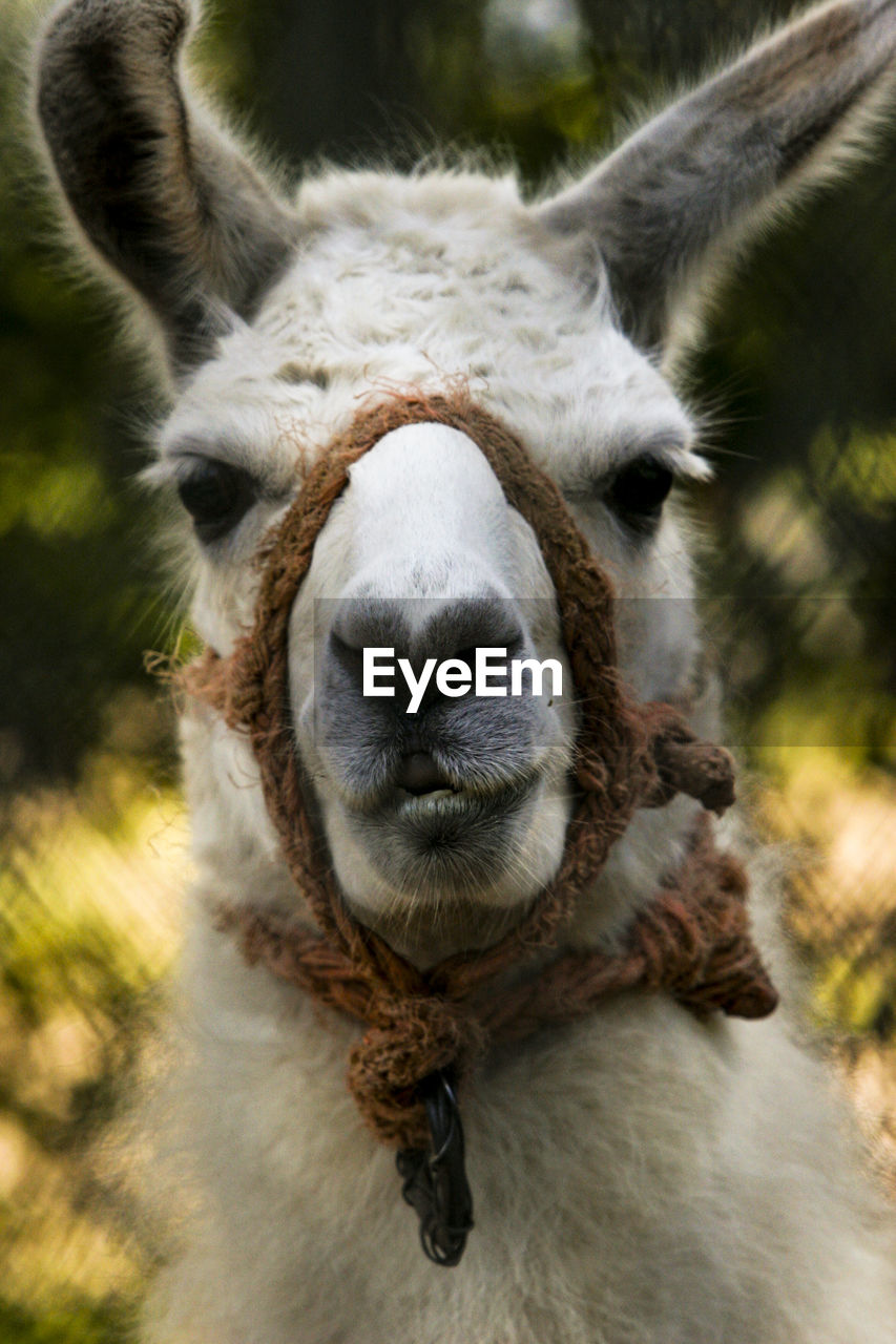 Close-up portrait of a llama