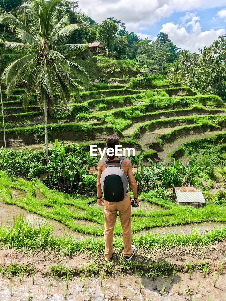 Rear view of man standing on land against palm trees