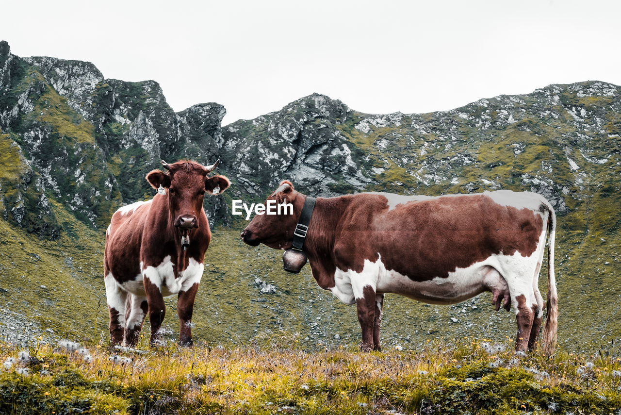 Cows standing in a field