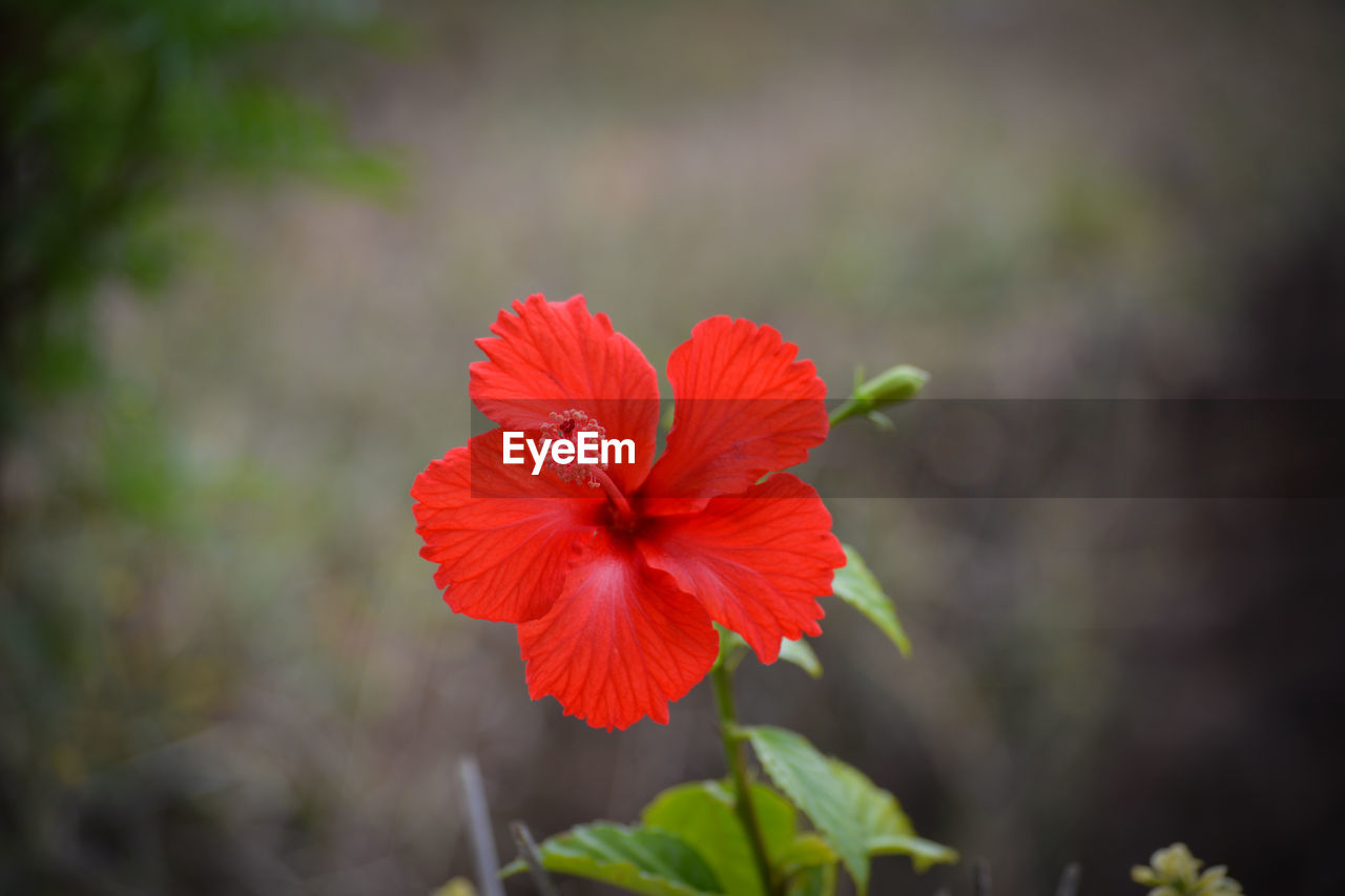 CLOSE-UP OF RED HIBISCUS ON PLANT