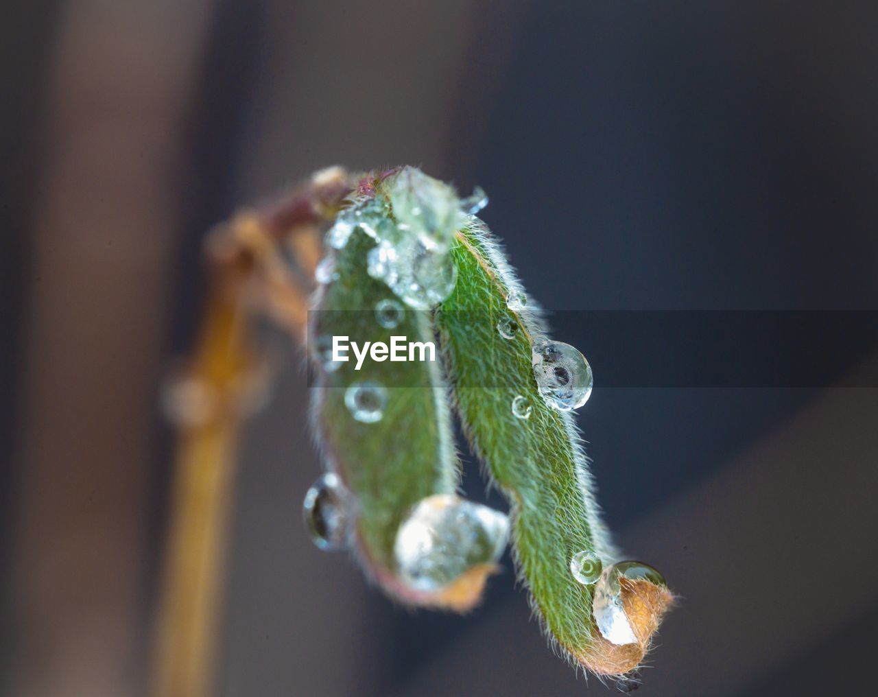 CLOSE-UP OF WATER DROPS ON PLANT