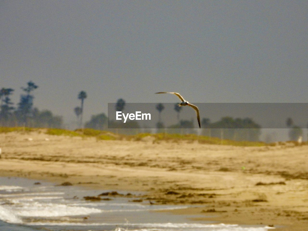 SEAGULLS FLYING OVER BEACH