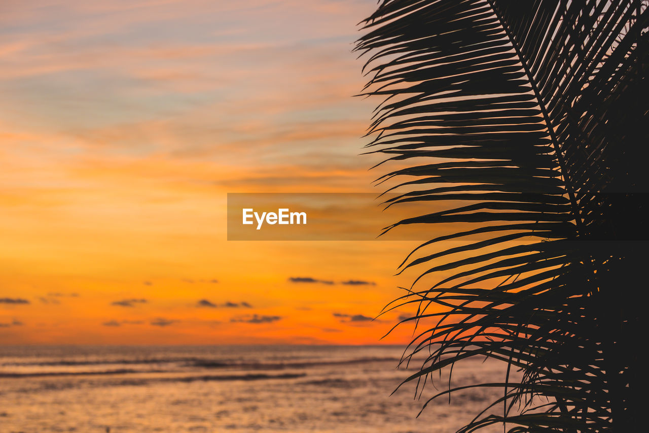 Silhouette palm tree by sea against sky during sunset