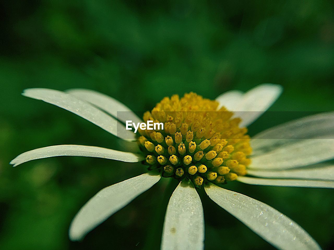 Close-up of yellow flower against blurred background