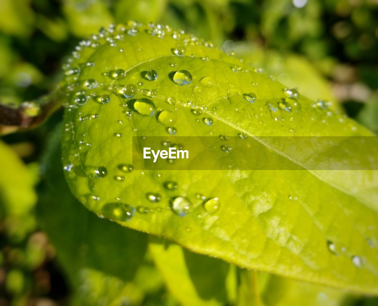 CLOSE-UP OF WATER DROPS ON LEAVES