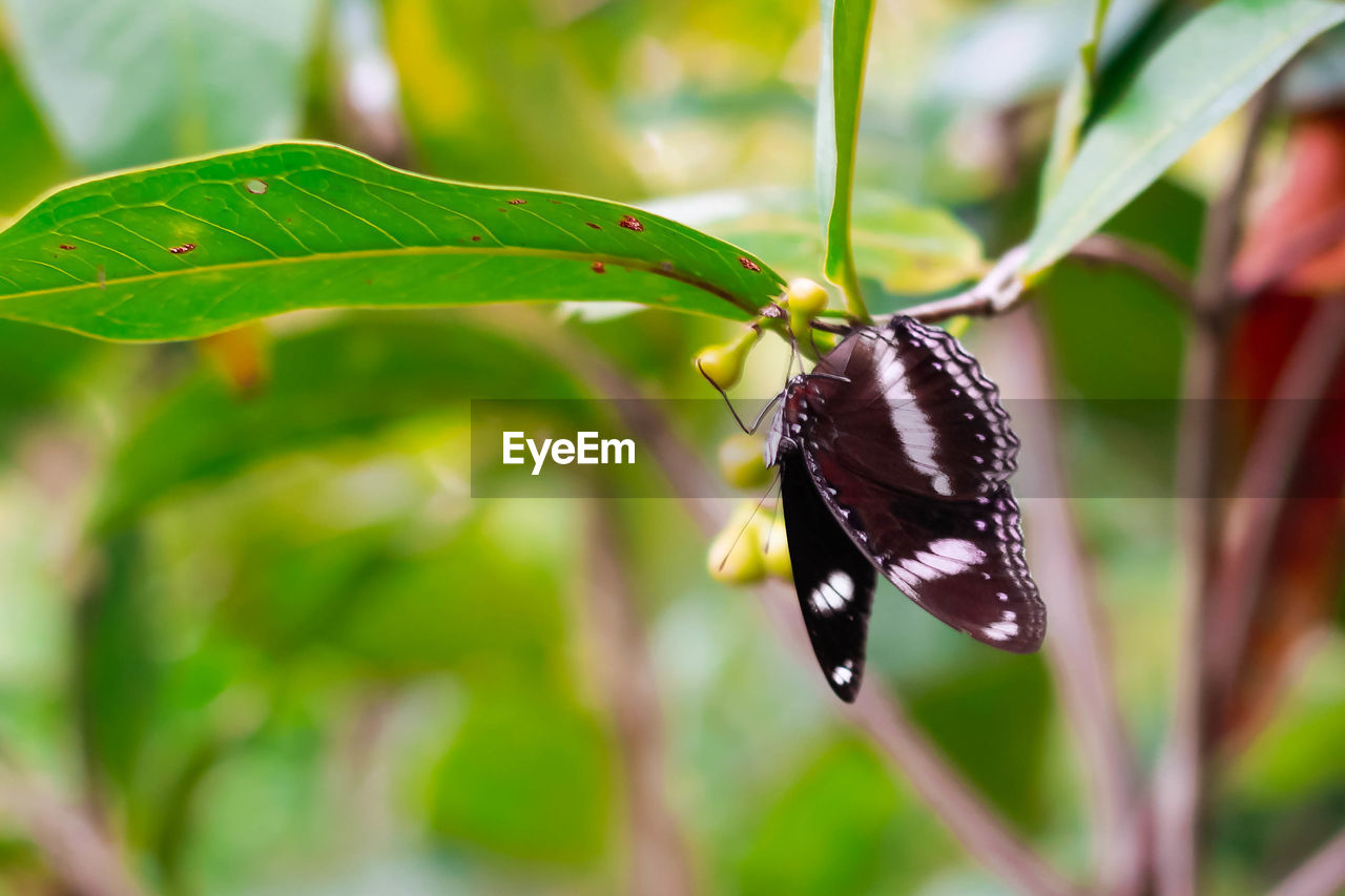 Close-up of butterfly on leaf