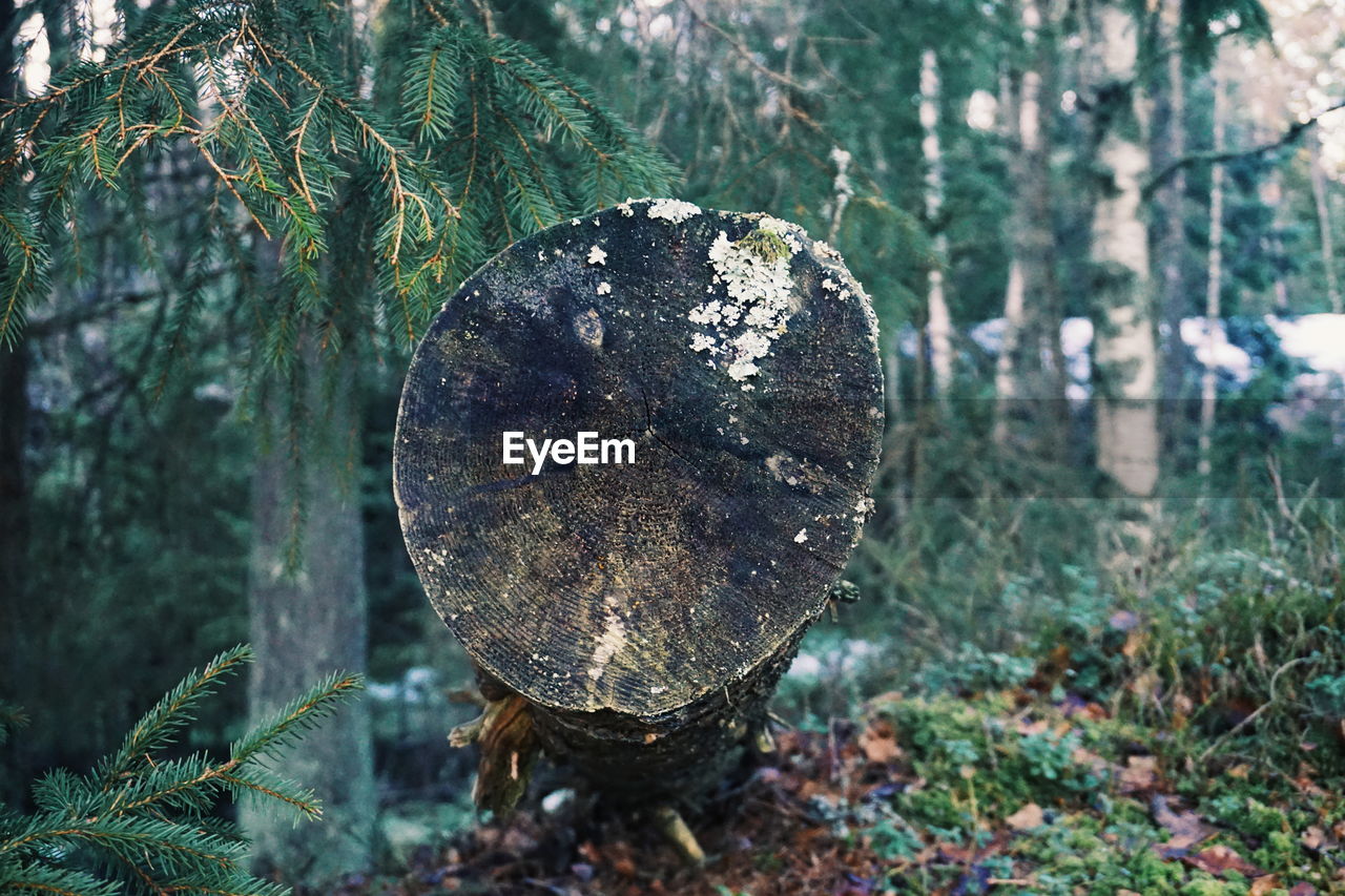 Close-up of log on tree trunk in forest