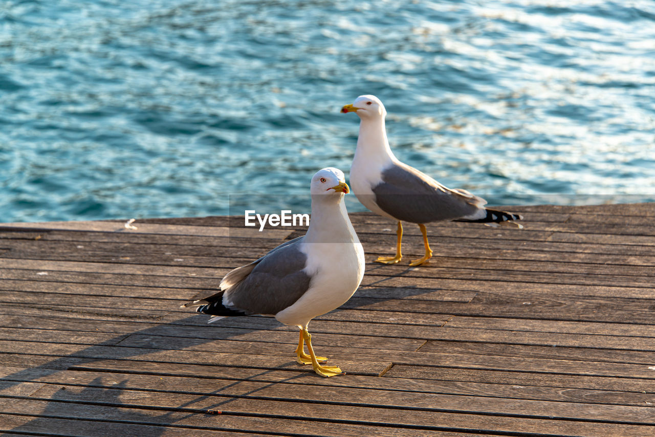 Seagull perching on a pier