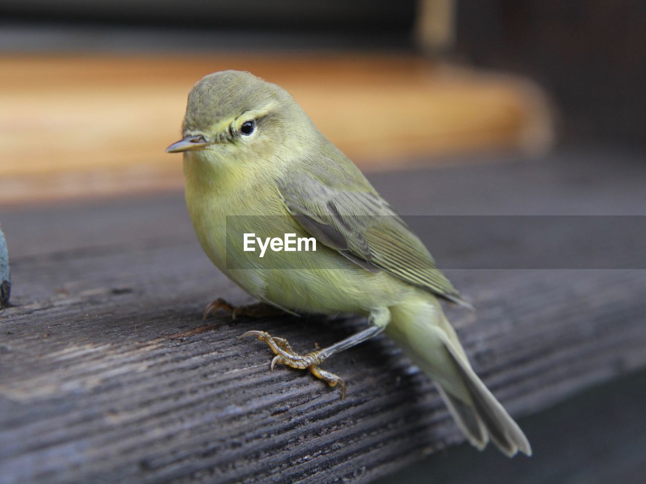 CLOSE-UP OF A BIRD PERCHING ON WOOD