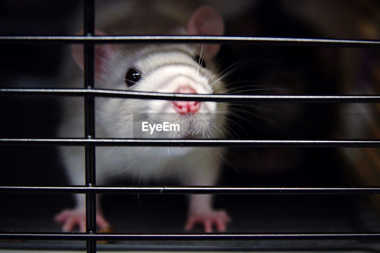 Close-up portrait of rat in cage