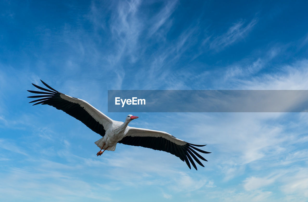 Low angle view of bird flying against sky