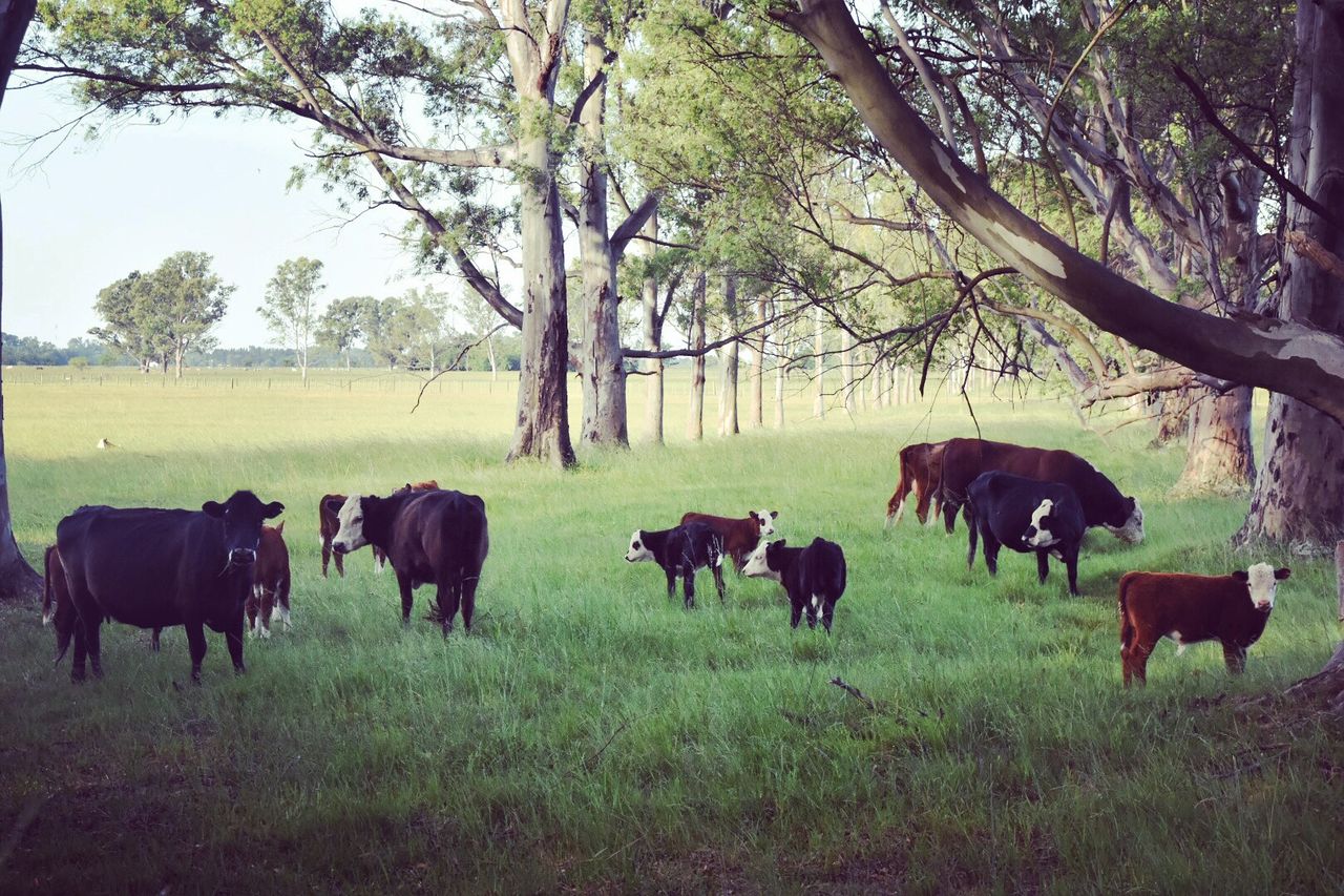 Herd of cows on grassy field
