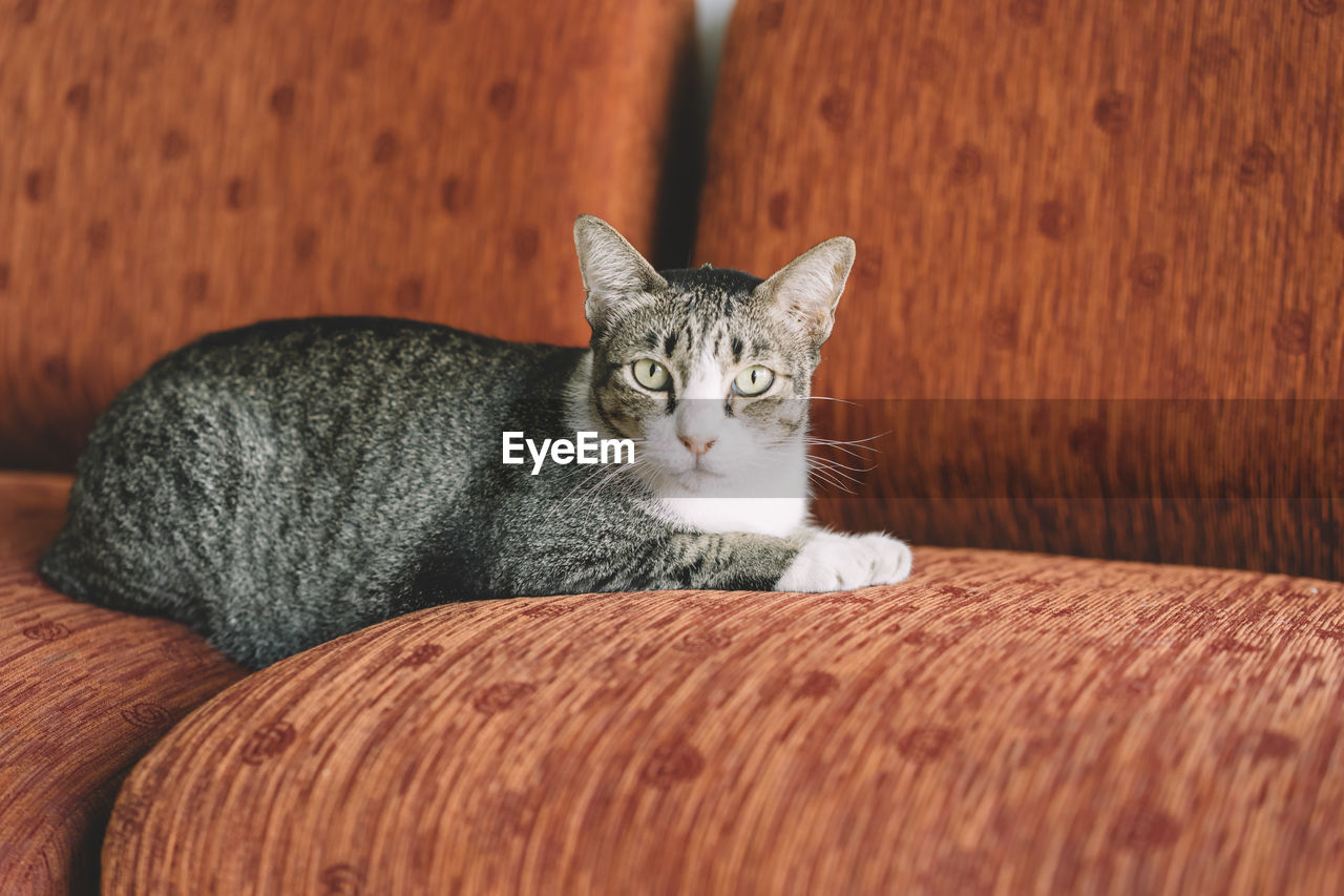 CLOSE-UP PORTRAIT OF CAT ON CARPET