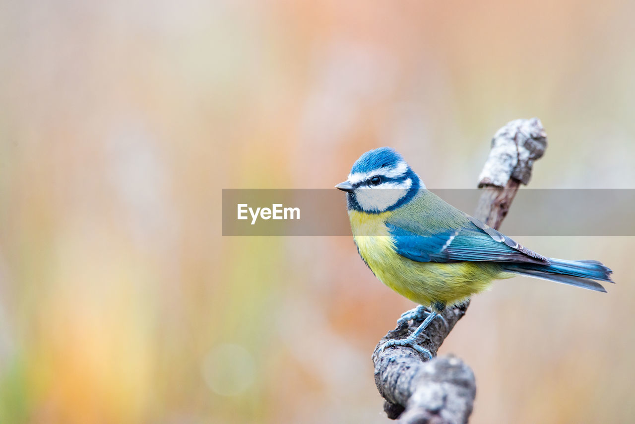 CLOSE-UP OF A BIRD PERCHING ON A FLOWER