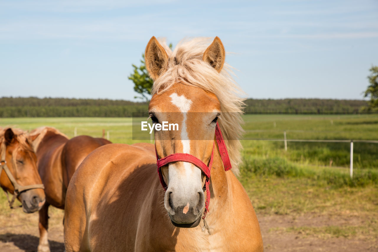 HORSES ON FIELD