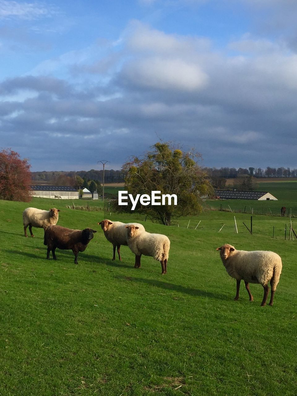 Cute brown sheep against beautiful green hilltops and picturesque skyscape.