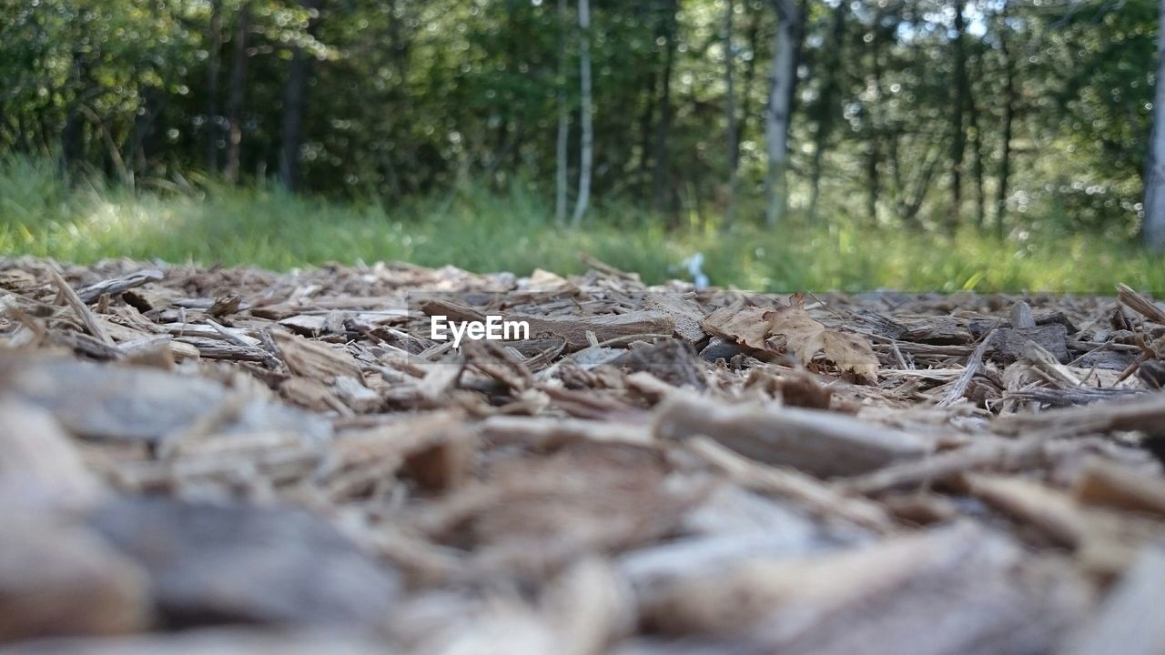 Surface level of ground with trees in distance