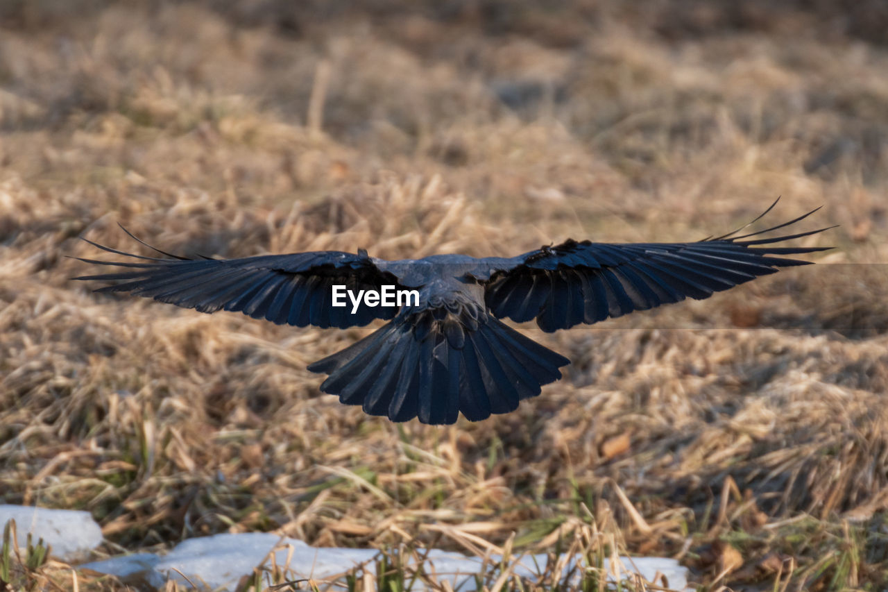 animal, animal themes, bird, wildlife, flying, animal wildlife, spread wings, one animal, wing, animal body part, nature, no people, bird of prey, prairie, animal wing, outdoors, day, vulture, eagle, mid-air, plant