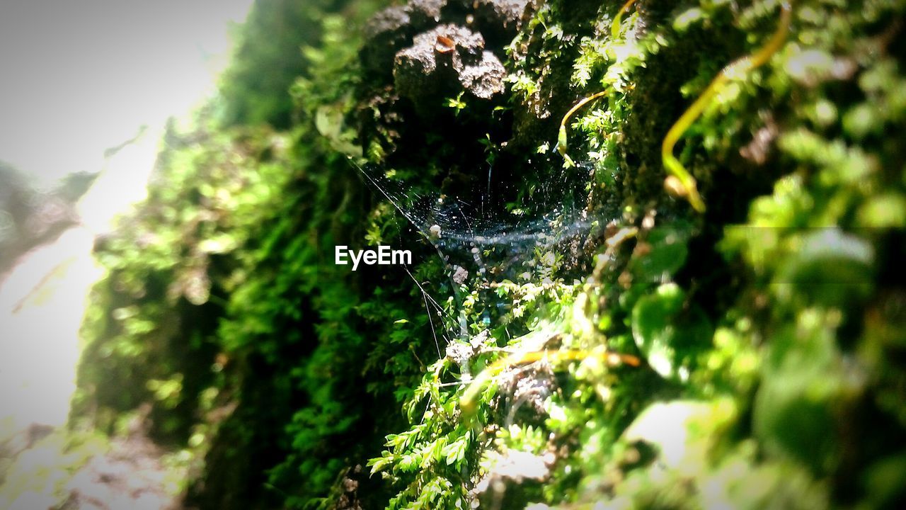 CLOSE-UP OF FRESH GREEN PLANTS