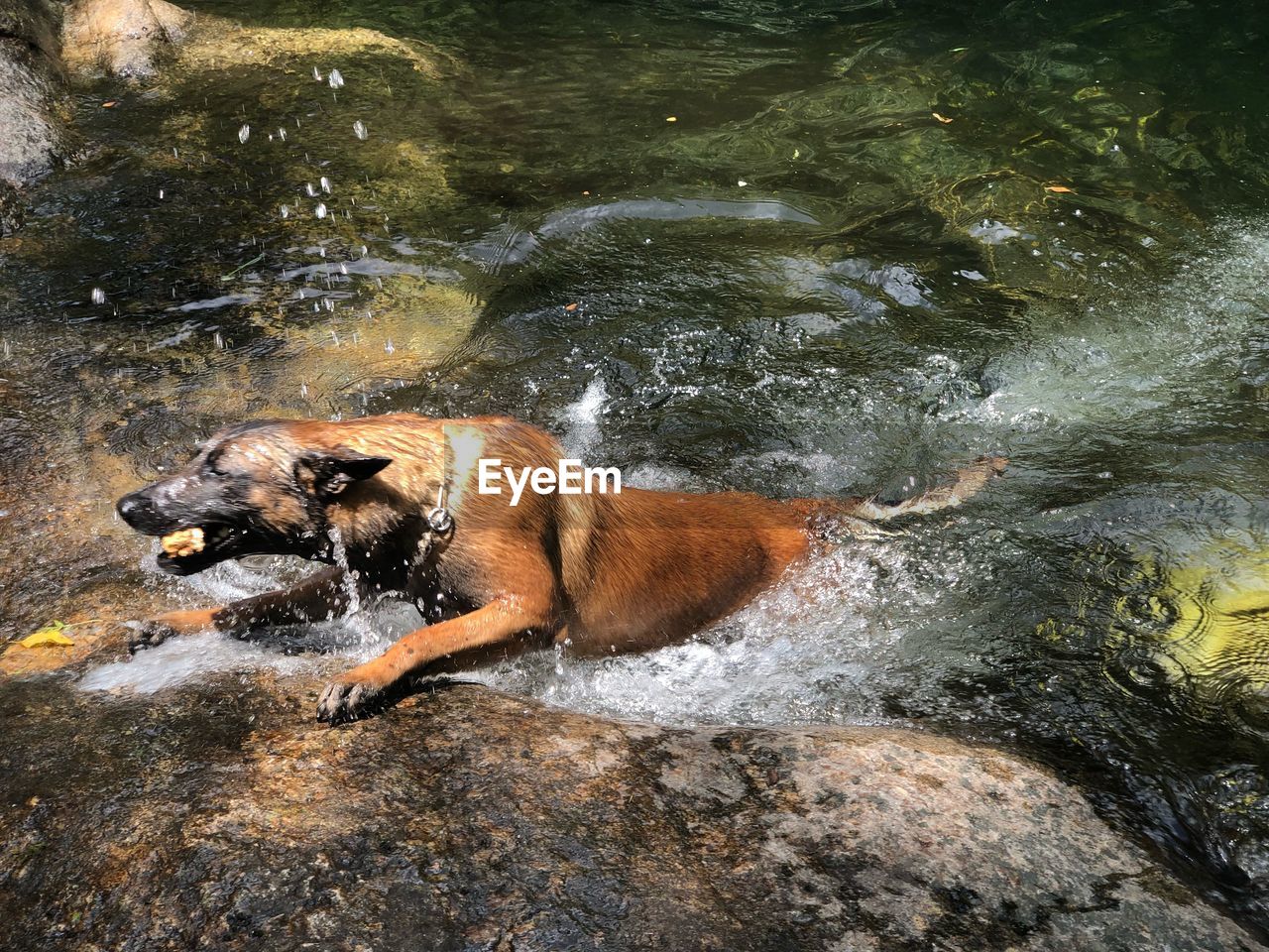 VIEW OF DOG IN RIVER