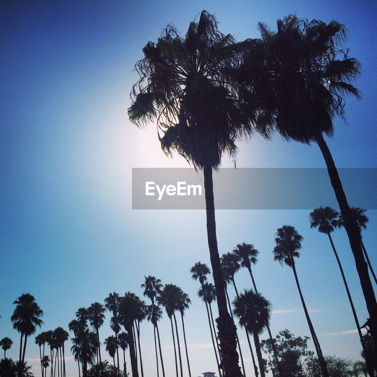 Low angle view of palm trees against sky