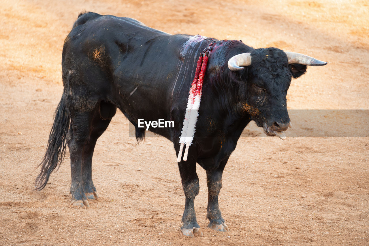 close-up of cow standing on field