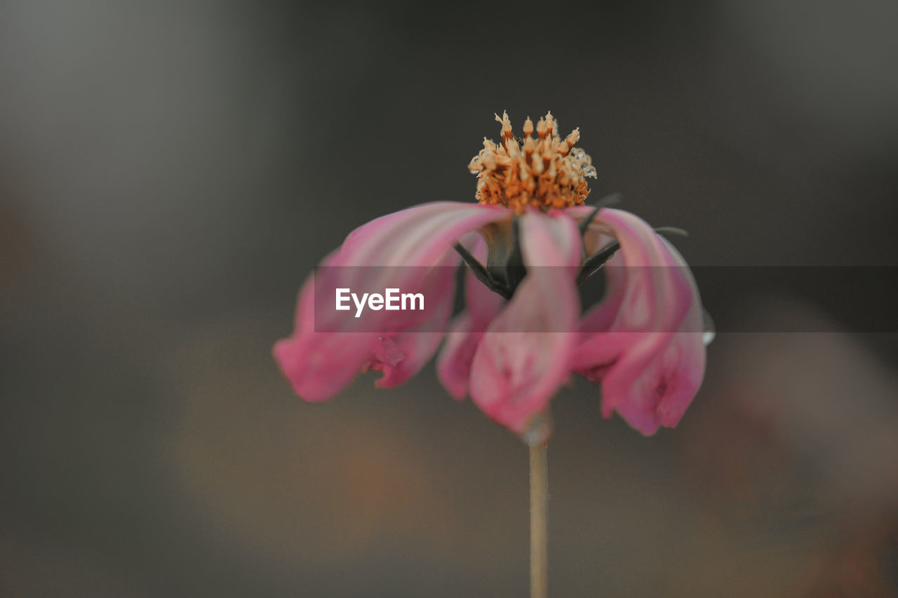 CLOSE-UP OF PINK ROSE