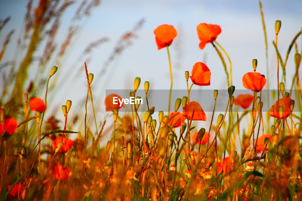 Close-up of red flowering plants on field