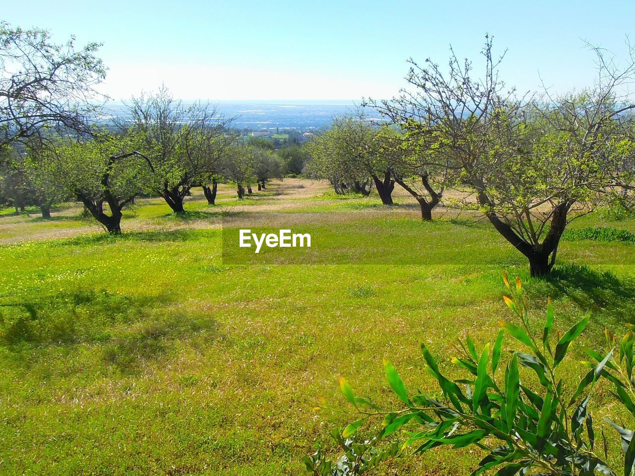 Scenic view of grassy field against cloudy sky