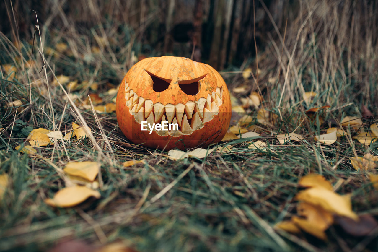 Jack o lantern on autumn leaves in forest