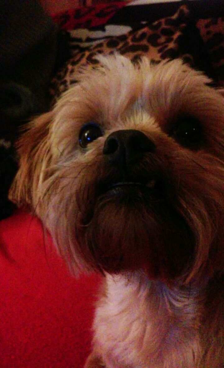 CLOSE-UP PORTRAIT OF DOG