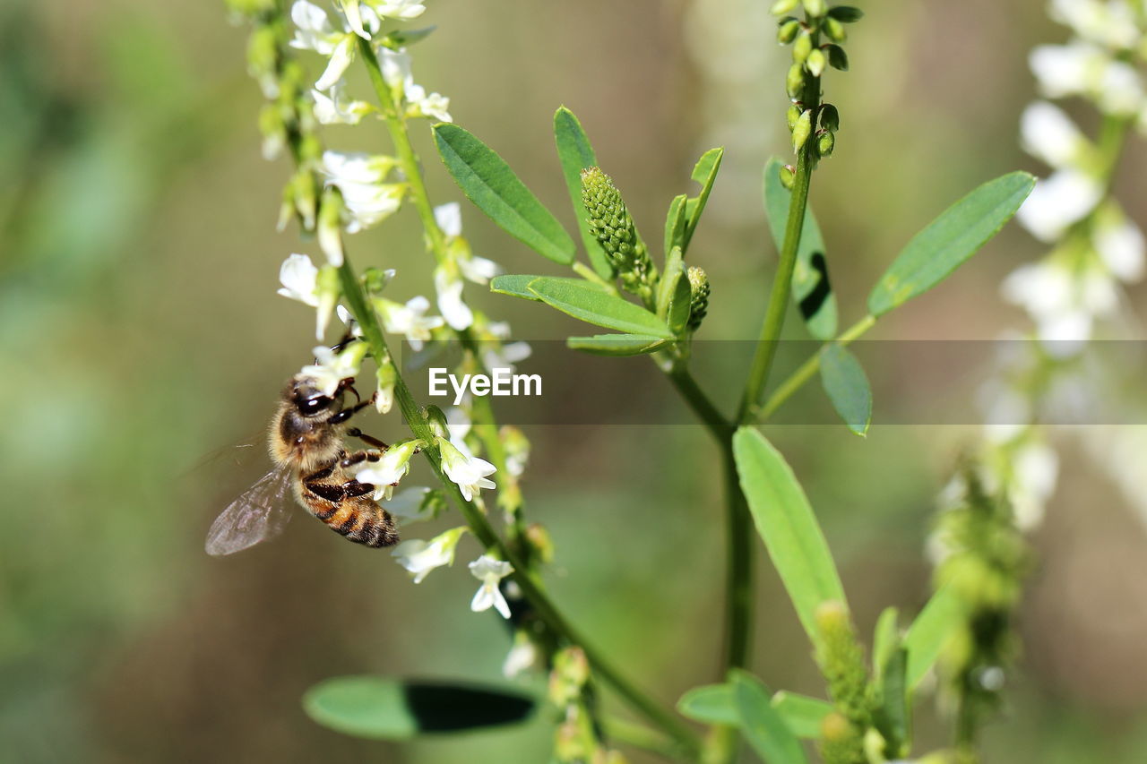 Close-up of bee pollinating flower