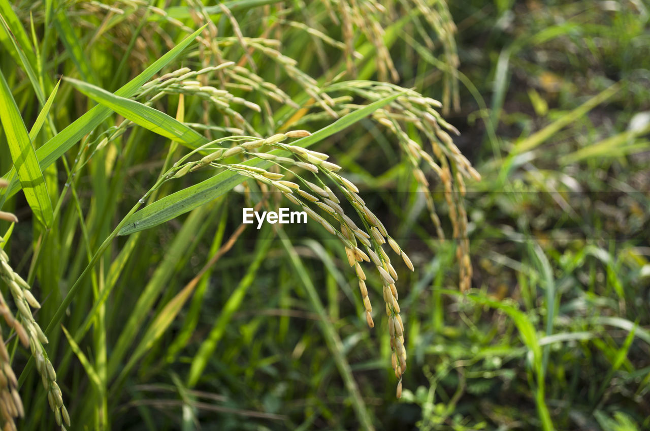 Jasmine rice in paddy field, yasothon, thailand