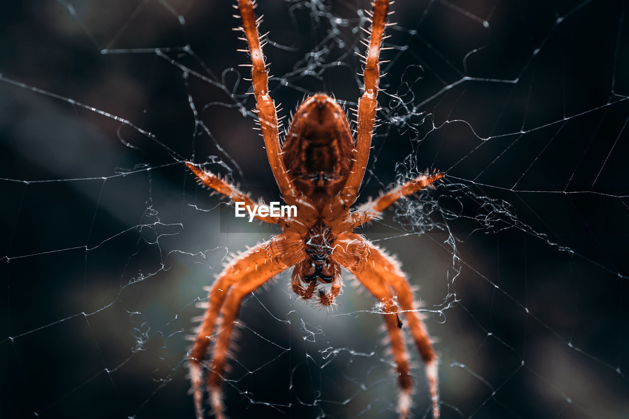 spider web, animal themes, fragility, animal, spider, arachnid, one animal, close-up, animal wildlife, wildlife, focus on foreground, insect, animal body part, macro photography, nature, no people, argiope, animal leg, outdoors, macro, beauty in nature, intricacy, zoology, limb, selective focus, sign