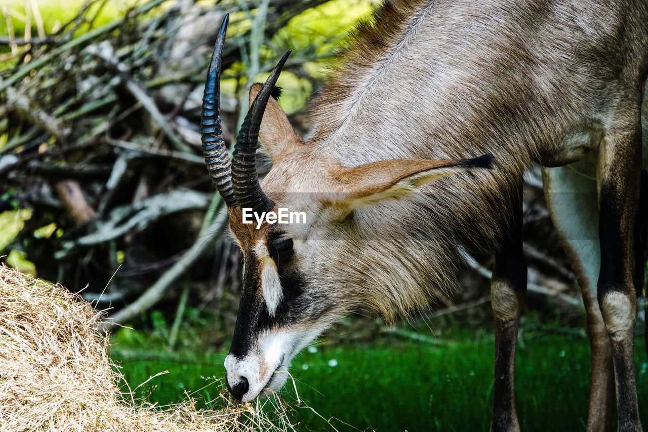 Close-up of deer on field