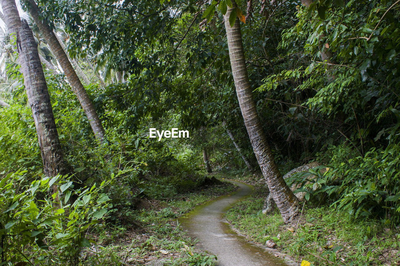 Road amidst trees in forest