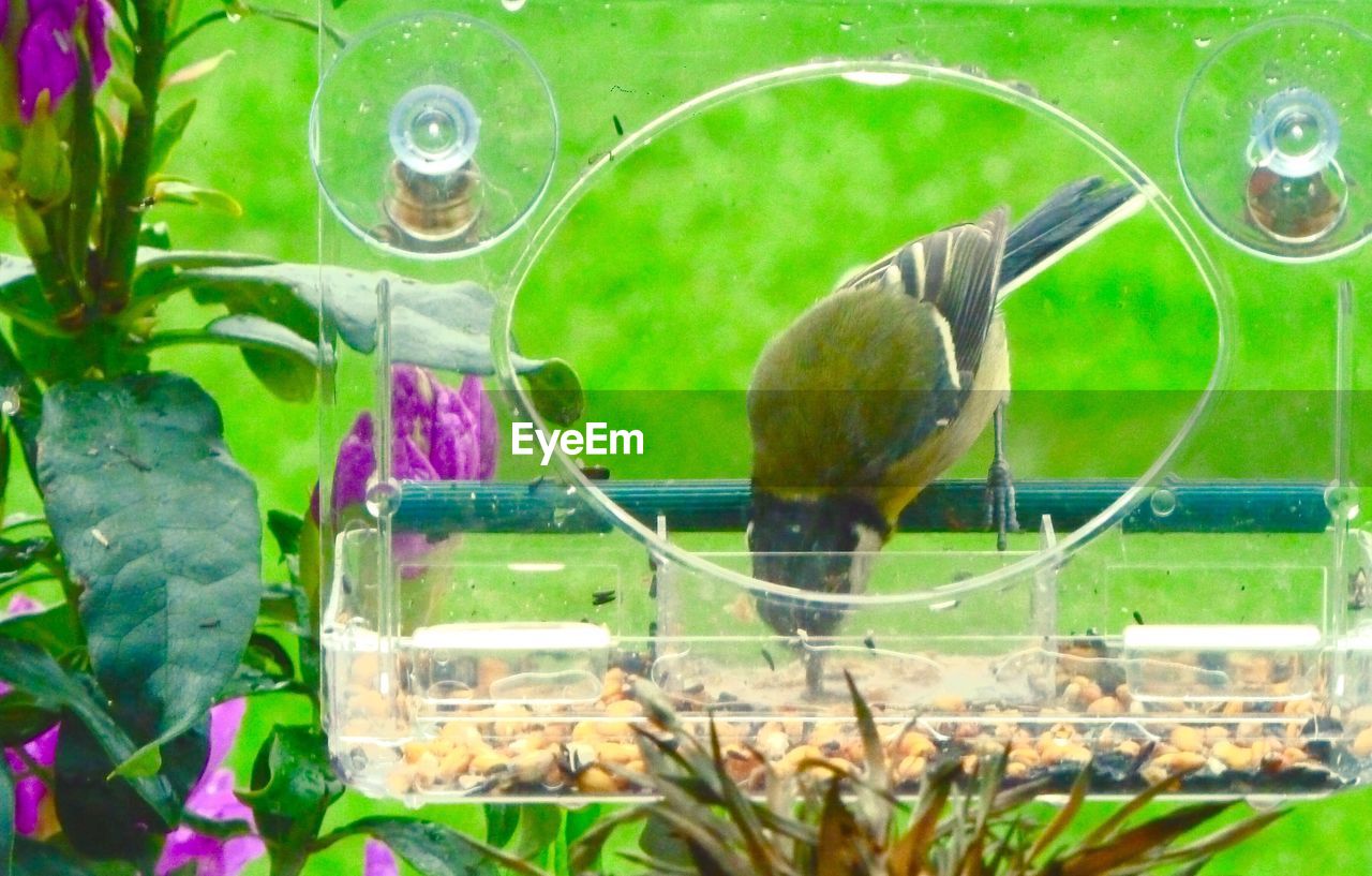 Close-up of bird feeder against blurred plants