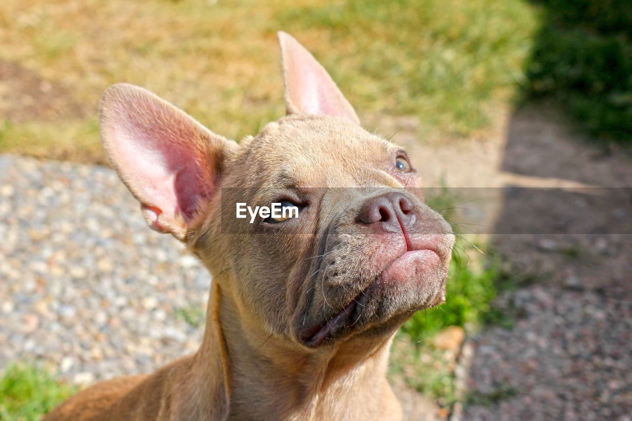 Close-up of a french bulldog 