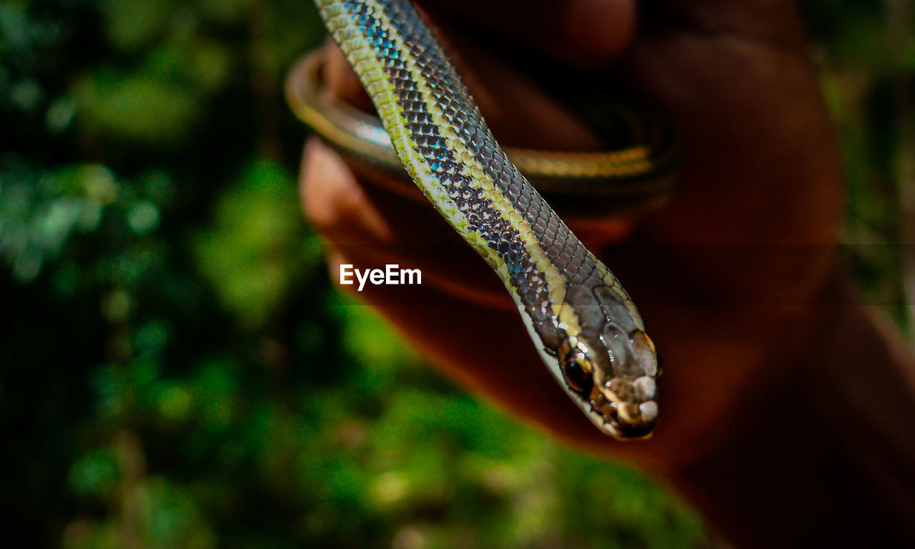 CLOSE-UP OF LIZARD ON A FINGER