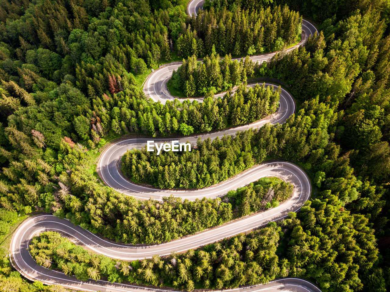 Aerial view of winding road in high mountain pass trough dense green pine woods.