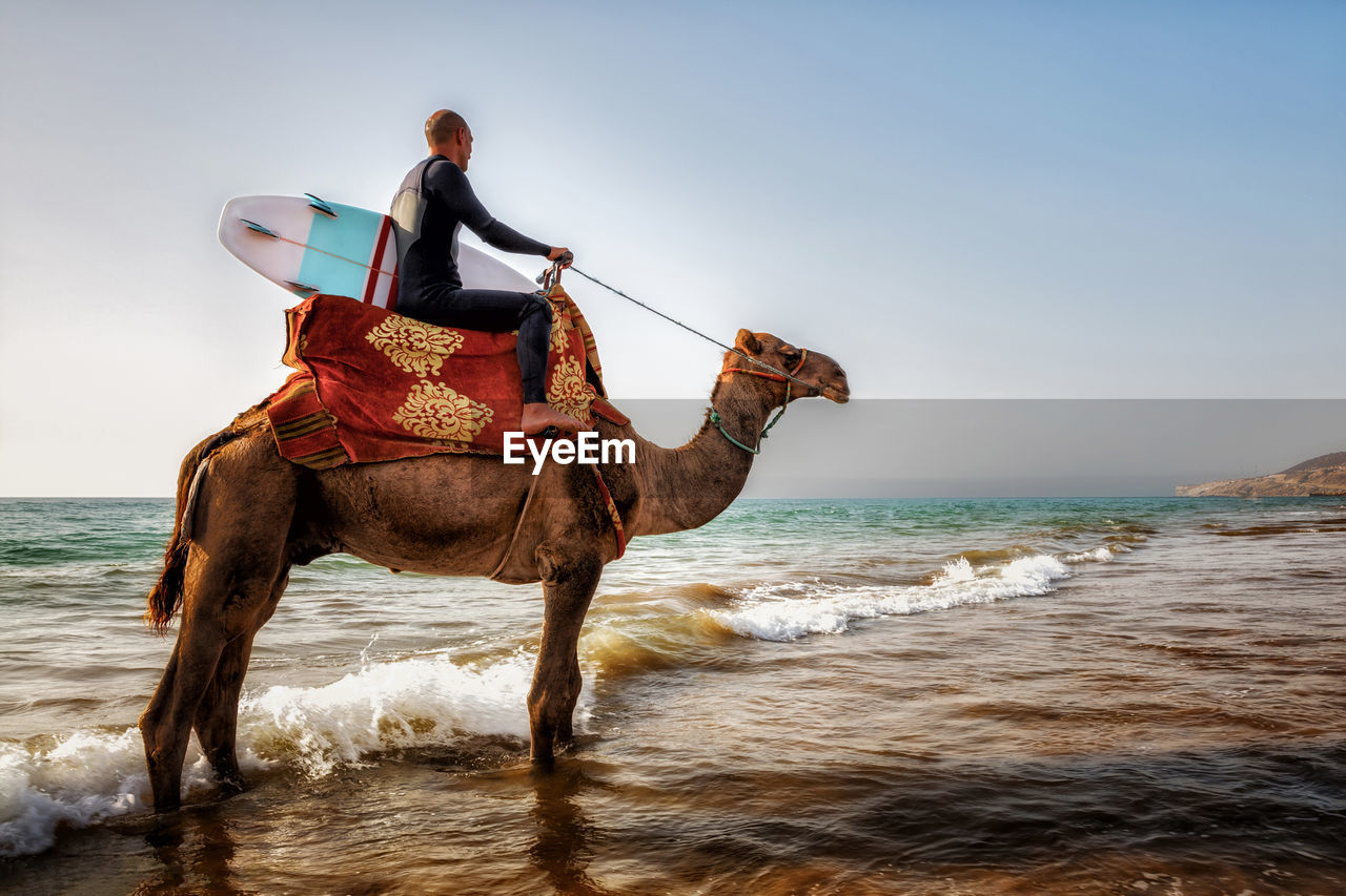 Surfer with surfboard ridding a camel at the beach