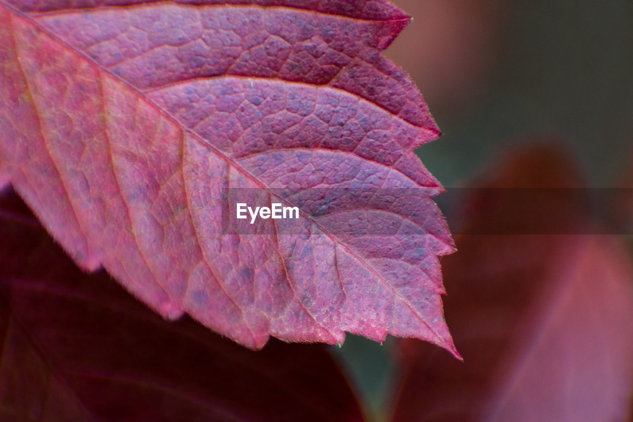 CLOSE-UP OF DRY LEAF ON PLANT