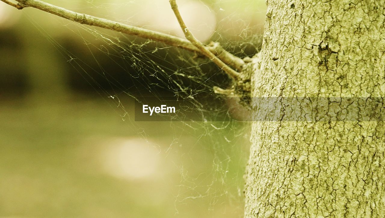 CLOSE-UP OF SPIDER WEB